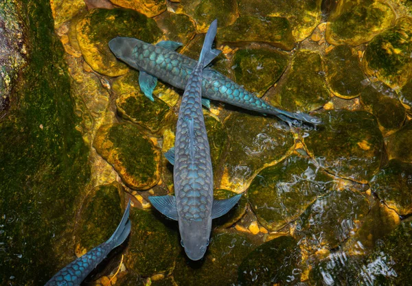 떼에는 푸른색의 물갈퀴가 연못에서 수영하는 동물의 천성인 깨끗하고 수영하는 — 스톡 사진