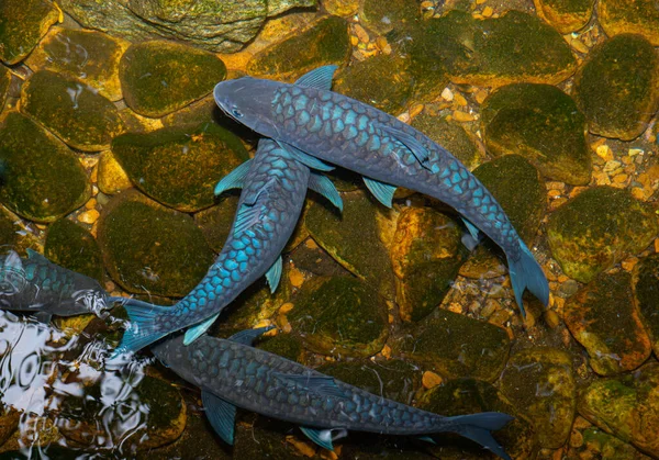 黒魚の群れには青いガラスの鱗がある 水生動物の性質である澄んだきれいな水で小石の底の池で泳ぐ — ストック写真
