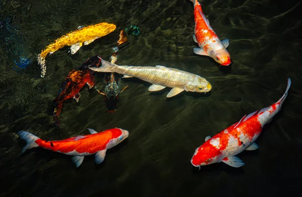 일본어 Fancy Carp 연못에서 헤엄치는 물고기이다 풍수를 의미하는 인기있는 동물이다 — 스톡 사진