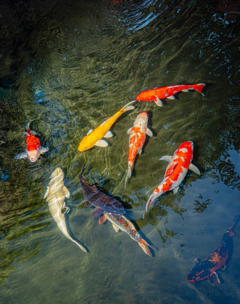 日本科伊鱼或奇幻鲤鱼在一个黑色池塘的鱼塘中游泳 受欢迎的宠物放松和风水的意思 人养的宠物很受欢迎 亚洲人喜欢为了好运才养大它 — 图库照片