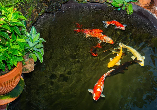 日本の鯉や鯉が黒い池の魚に泳いでいます リラクゼーションと風水の意味のための人気のペット 人々の間で人気のペット アジア人は幸運や禅のためにそれを上げるのが大好き — ストック写真
