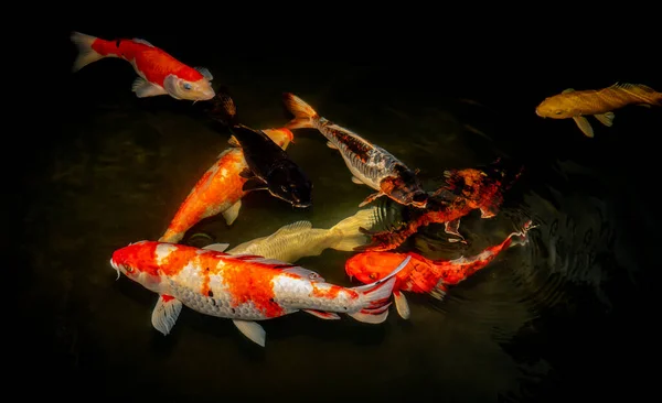 日本の鯉や鯉が黒い池の魚に泳いでいます リラクゼーションと風水の意味のための人気のペット 人々の間で人気のペット アジア人は幸運や禅のためにそれを上げるのが大好き — ストック写真