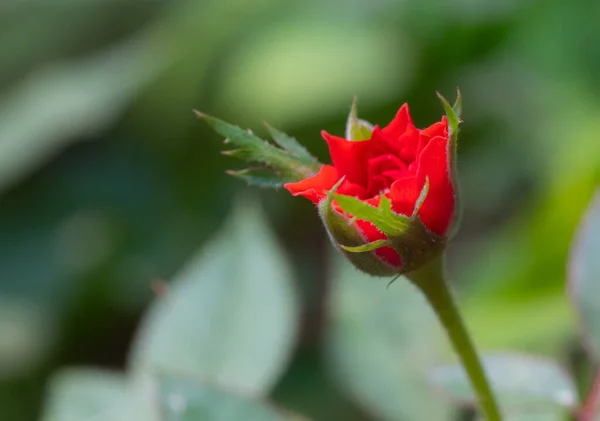 Zbliżenie Mała Róża Imieniu Damask Róża Kolor Stara Róża Pokazując — Zdjęcie stockowe