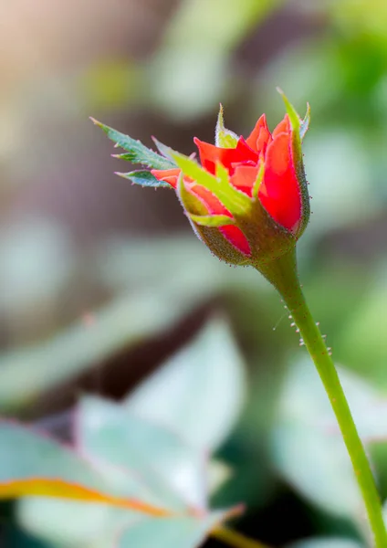 Nahaufnahme Kleine Rose Namens Damastrose Farbe Alte Rose Zeigt Blütenblätter — Stockfoto