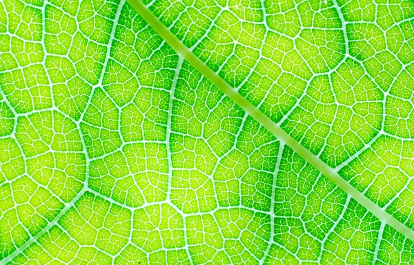 Streaks Stripes Leaves Surface Green Leaves Has Streaks Form Branches — Stock Photo, Image