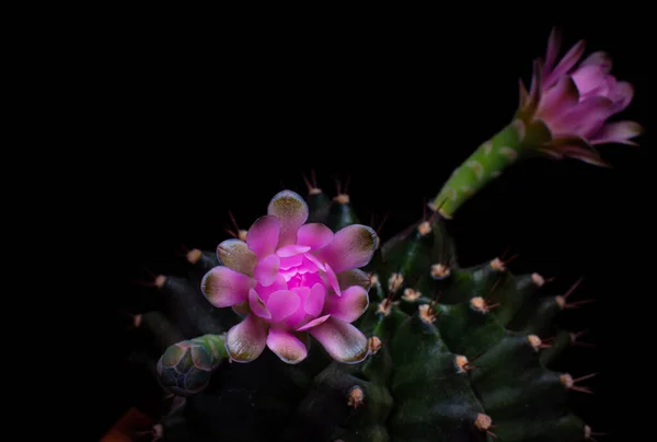 stock image Flowers are blooming.  Cactus, pink and soft pink  gymnocalycium flower, blooming atop a long, arched spiky plant surrounding a black background, shining from above.