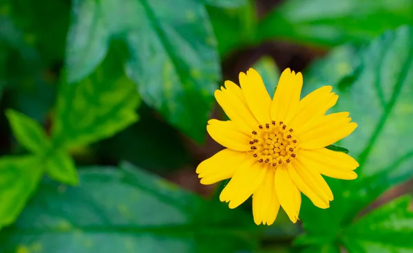 Yellow daisies or grass flowers or golden button flowers cover the soil. yellow flowers in full bloom It has bright yellow petals and stamens.