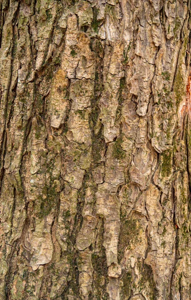 Kůra Velkého Kmene Stromu Vzor Dřevěných Zrn Pro Použití Při — Stock fotografie