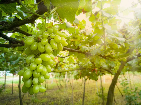 Bunch Fresh Grapes Tree Vineyard Morning Sunlight Shines Farmland Vineyard — Stock Photo, Image