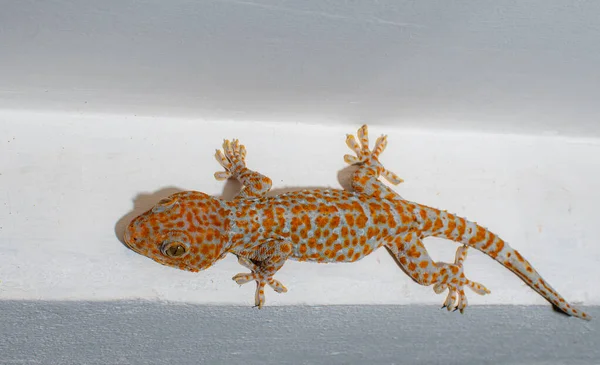 Szary Gecko Skóry Pomarańczowymi Kropkami Polka Wyspa Suficie Czekać Owady — Zdjęcie stockowe