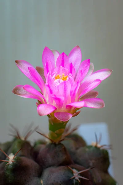 Flowers are blooming.  Cactus, pink and soft pink  gymnocalycium flower, blooming atop a long, arched spiky plant surrounding a black background, shining from above.