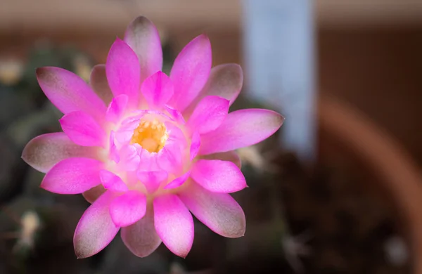 stock image Flowers are blooming.  Cactus, pink and soft pink  gymnocalycium flower, blooming atop a long, arched spiky plant surrounding a black background, shining from above.