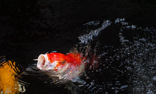 Bir Koi Balığı Süslü Bir Gemi Sudan Atlıyor Ağzına Odaklan — Stok fotoğraf