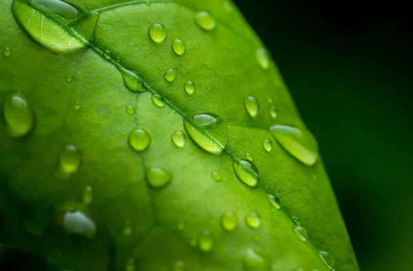 Raindrops Fresh Green Leaves Black Background Macro Shot Water Droplets 로열티 프리 스톡 사진