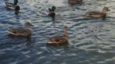 Vahşi ördekler gölde yüzer, yakından.