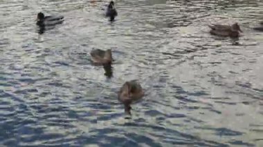 Vahşi ördekler gölde yüzer, yakından.