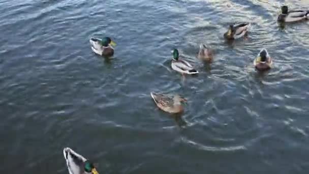 Wild Ducks Swim Lake Close — Stock Video