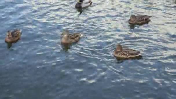 Άγριες Πάπιες Κολυμπούν Στη Λίμνη Κοντά — Αρχείο Βίντεο