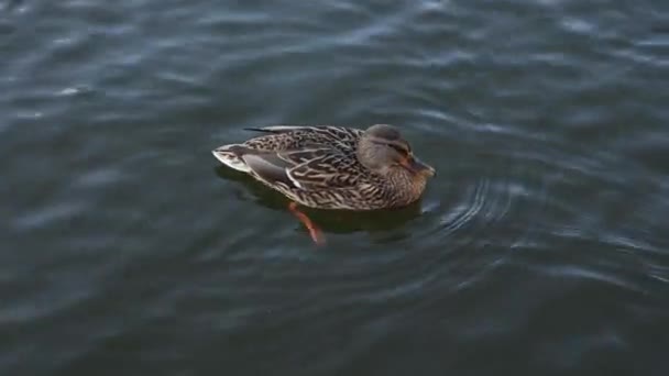 Wild Ducks Swim Lake Close — Stock Video