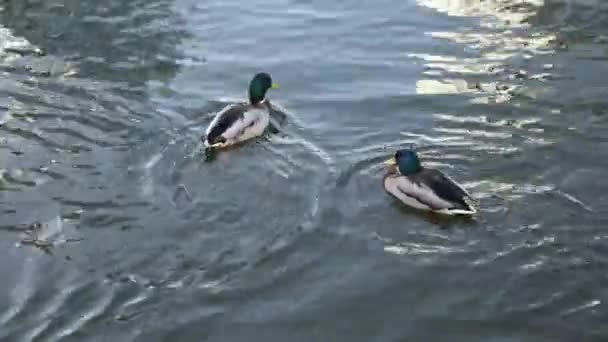 Dzikie Kaczki Pływają Jeziorze Zbliżenie — Wideo stockowe