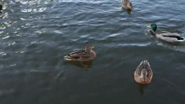 Дикі Качки Плавають Озері Крупним Планом — стокове відео
