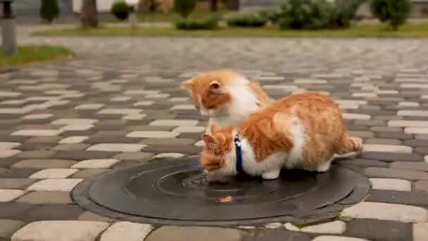 Die Katze Spielt Hof Des Hauses — Stockvideo