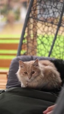 Kedi evin avlusunda oynuyor.