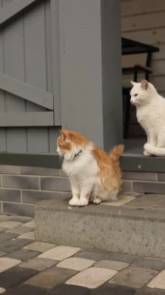 Кошка Играет Дворе Дома — стоковое видео
