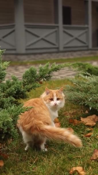 那只猫在房子的院子里玩耍 — 图库视频影像
