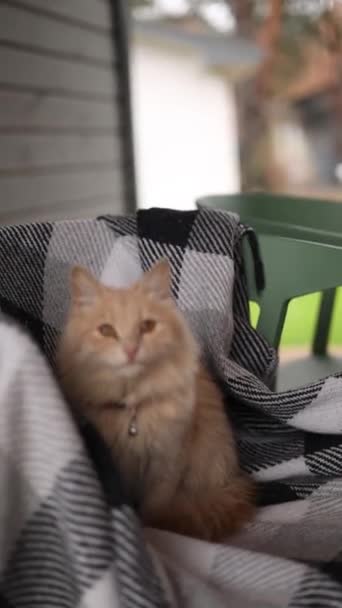 Γάτα Παίζει Στην Αυλή Του Σπιτιού — Αρχείο Βίντεο