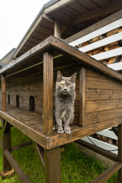 Bir Kır Evindeki Evcil Hayvanlar Güzel Yetişkin Bir Kedi — Stok fotoğraf