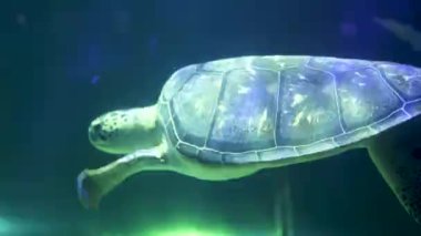 Akvaryumda bir sürü güzel tropikal balık var. 