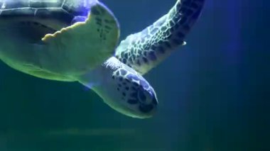 Akvaryumda bir sürü güzel tropikal balık var. 