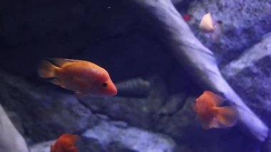 Akvaryumda bir sürü güzel tropikal balık var. 