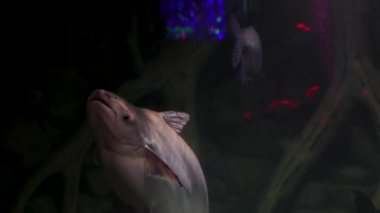 Akvaryumda bir sürü güzel tropikal balık var. 