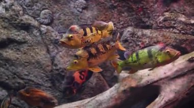 Akvaryumda bir sürü güzel tropikal balık var. 