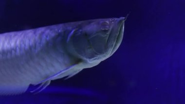 Akvaryumda bir sürü güzel tropikal balık var. 