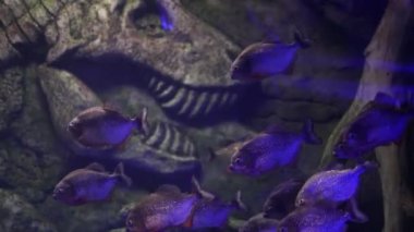 Akvaryumda bir sürü güzel tropikal balık var. 