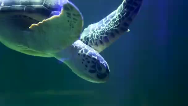 水族馆有很多美丽的热带鱼 — 图库视频影像