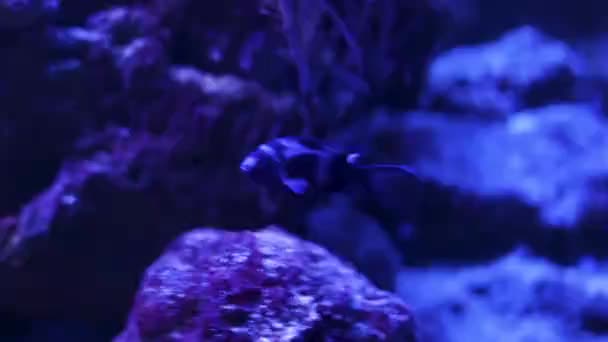 Akvarium Har Hel Del Vackra Tropiska Fiskar — Stockvideo