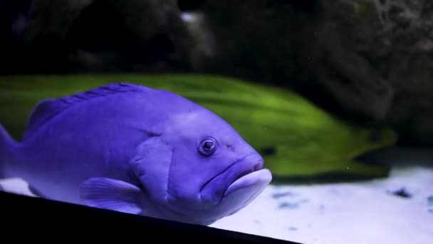 Ενυδρείο Έχει Πολλά Όμορφα Τροπικά Ψάρια — Αρχείο Βίντεο
