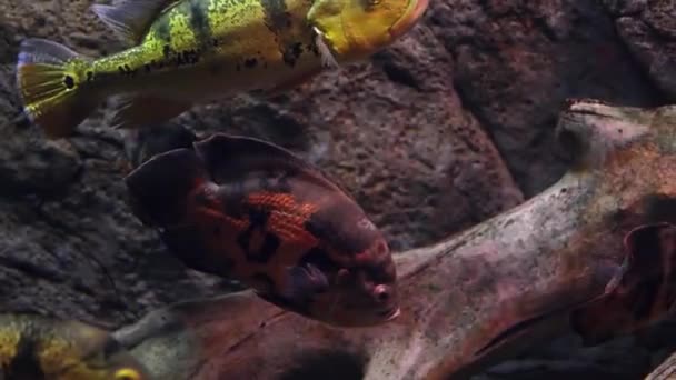 水族館は美しい熱帯魚をたくさん持っています ロイヤリティフリーのストック動画
