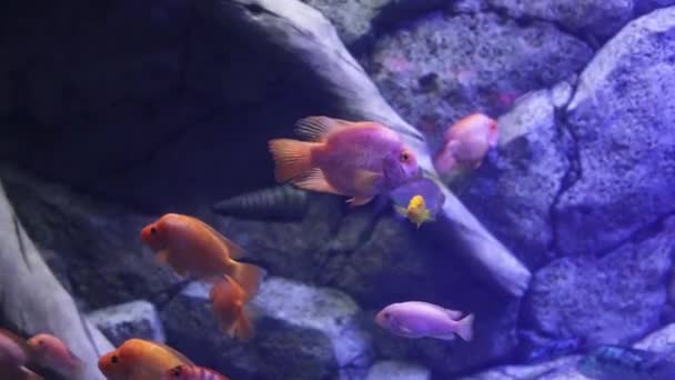 Ενυδρείο Έχει Πολλά Όμορφα Τροπικά Ψάρια — Αρχείο Βίντεο