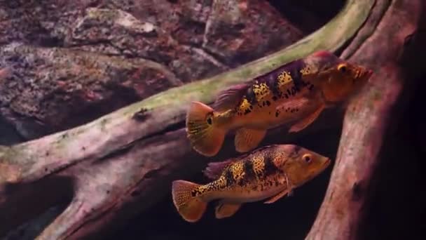 Akvaryumda Bir Sürü Güzel Tropikal Balık Var — Stok video