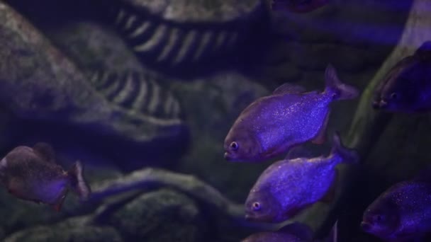 Akvaryumda Bir Sürü Güzel Tropikal Balık Var — Stok video