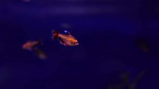Aquarium Has Lot Beautiful Tropical Fish — Stock Video