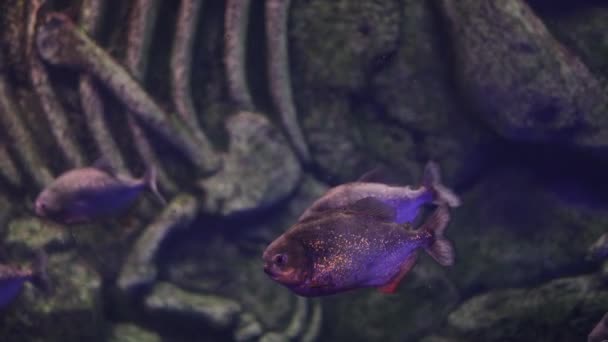 수족관에는 아름다운 물고기가 있습니다 — 비디오