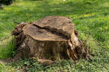 Şehir bahçesi yeşil çimlerin üzerinde çürümüş bir kütük. Güzel bahçe