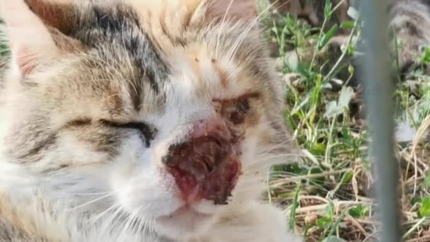 Cerveteri Italien Maj 2023 Närbild Video Herrelös Katt Allvarligt Skadad — Stockvideo