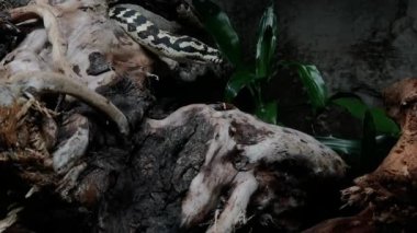 Piton familyasından Morelia Spilota adında bir yılanın yakın çekimi hala kahverengi ahşap bir sandıkta bekliyor.